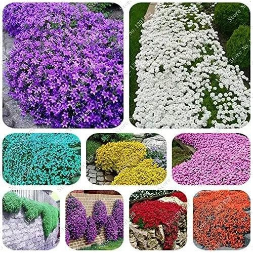 Mix Creeping Thyme Flower For Planting Non Gmo Flower Seeds for Home Garden Planting, Exotic [neera-v5-8c76b87f49b6d0ebcd5a]
