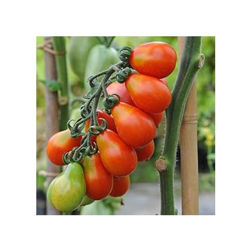 Red San Marzano Tomato Seeds for Planting Red Yellow [neera-v5-8c81b6b2c37f798bec9b]