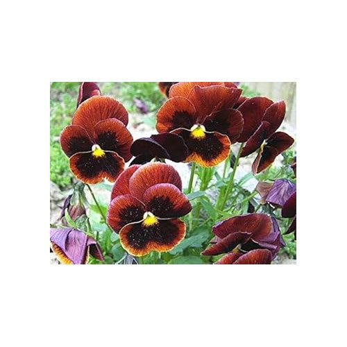 Brown Violet Pansy Flower Seeds [neera-v5-8c823f01141cd969c322]