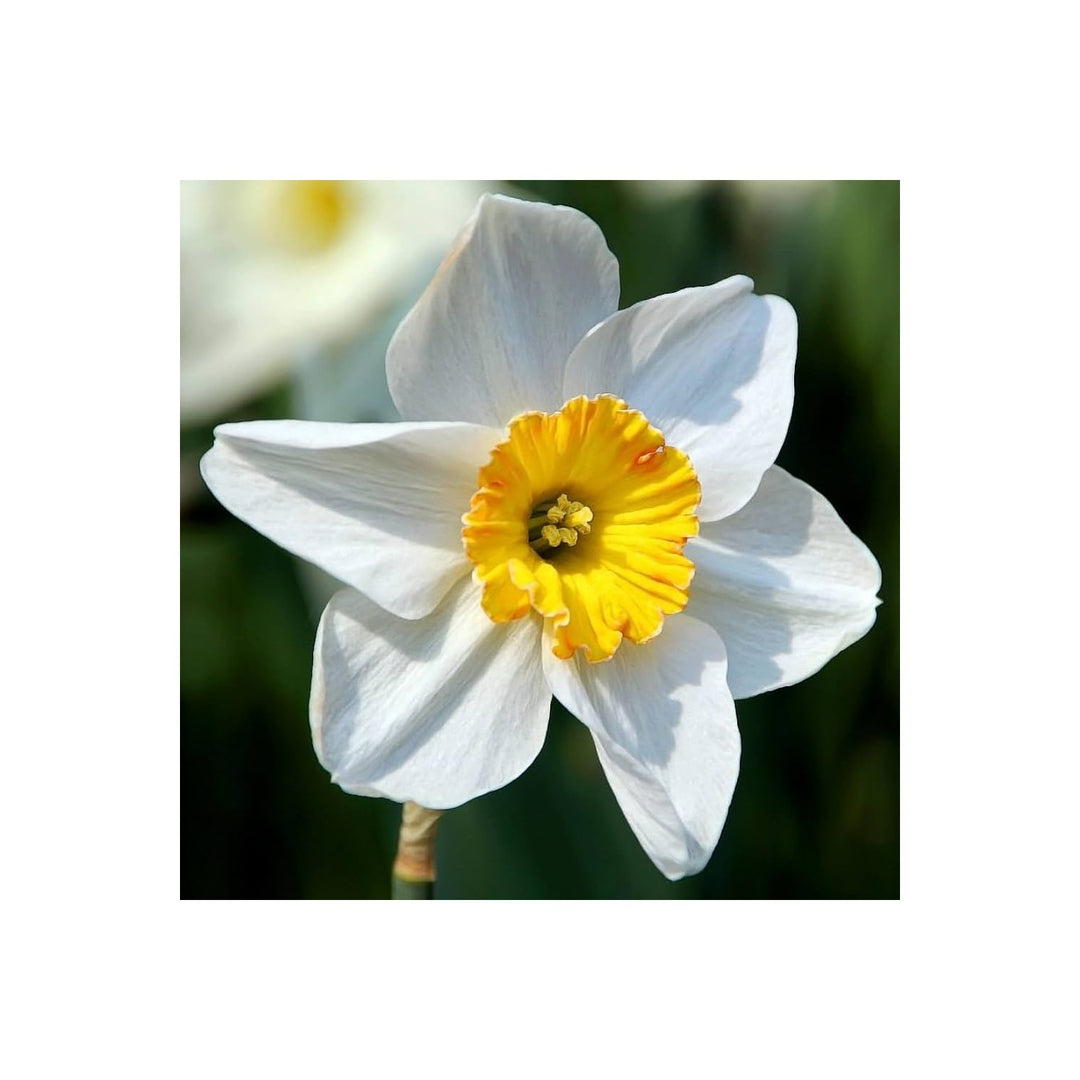 Daffodil Narcissus Pseudonarcissus Mixed Flower For Planting Perfect For Spring Blooms In Garden [neera-v5-8c86c6c6e29c62ba79b9]