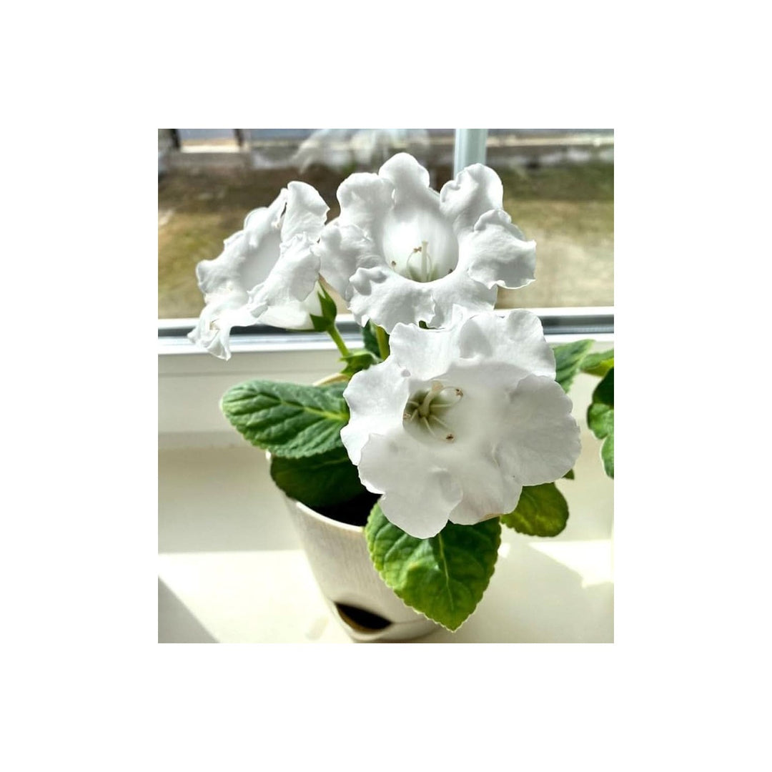 White Sinningia Speciosa Flower Flower Seeds for Home Garden Planting, Fragrant Organic Blooming [neera-v5-8c9ca7e208f33c5ebb2d]