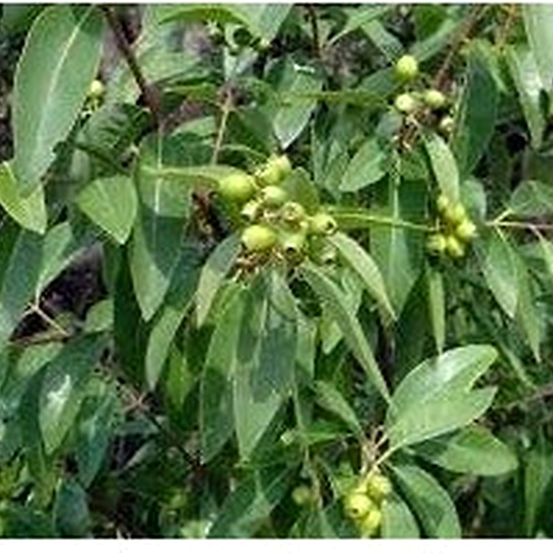 Santalum Album Plant Seeds [neera-v5-8ca73ec024df7c833614]