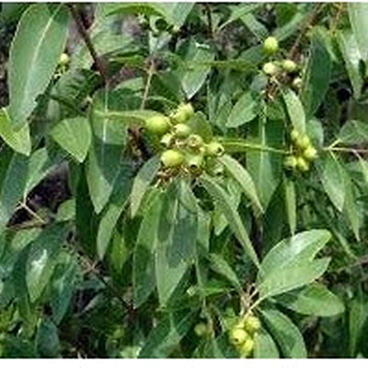 Santalum Album Plant Seeds [neera-v5-8ca73ec024df7c833614]