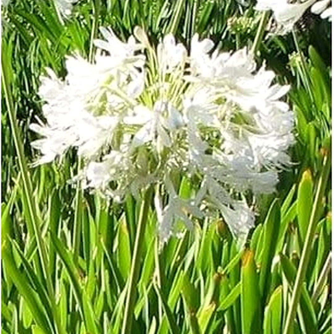 Organic Heirloom Non-GMO White Agapanthus Seeds for Planting [neera-v5-8ca74589f9260c49ce25]