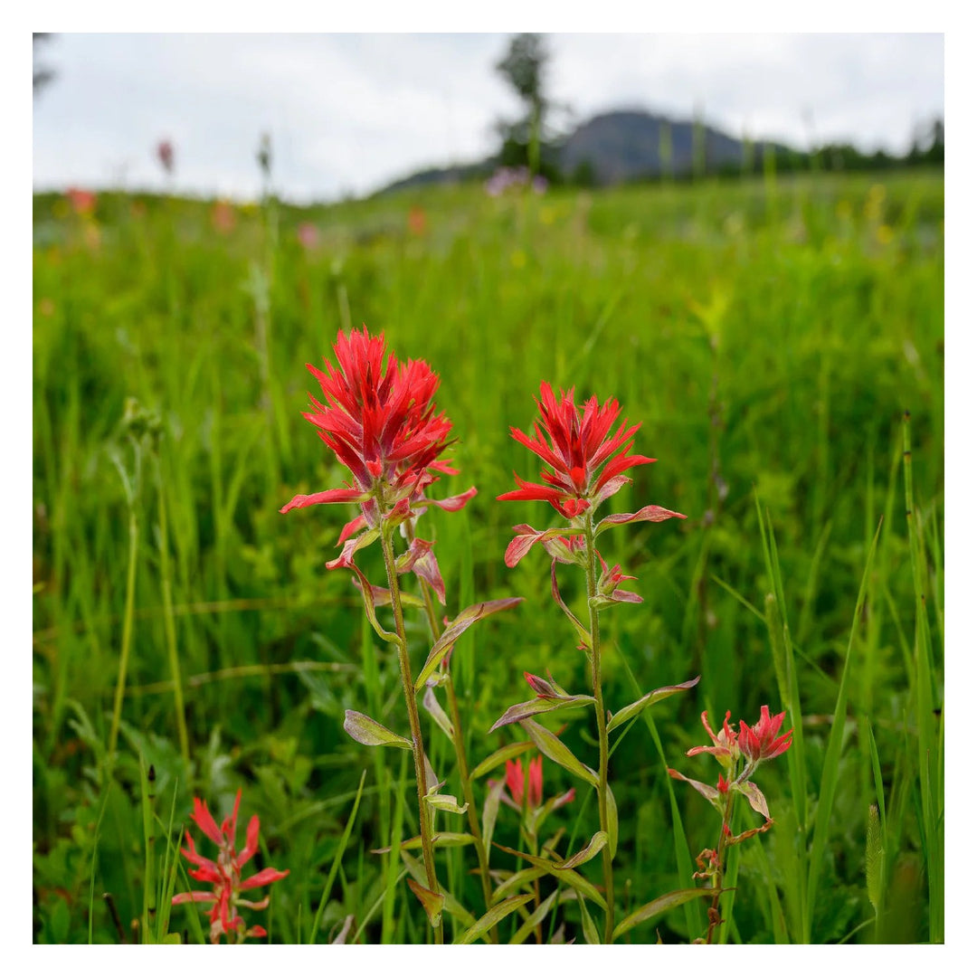 Heirloom Non Gmo Castilleja Indivisa Flower For Planting Native Wildflower Blooming Flower Seeds [neera-v5-8ca8b551536e4e290c66]