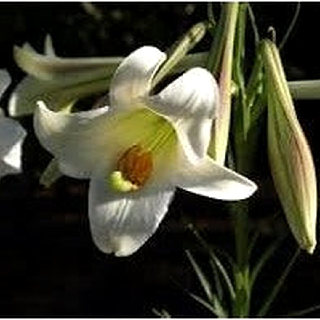 Lilium Longiflorum Flower Heirloom Non Gmo For Fragrant And Elegant Garden Planting Flower Seeds [neera-v5-8cae81f53d79f3cd48f7]