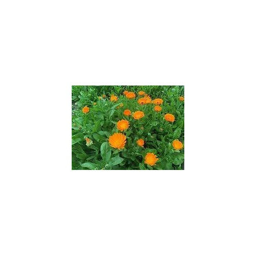 Calendula Officinalis Flower Seeds for Planting [neera-v5-8caf63104c8131739c46]