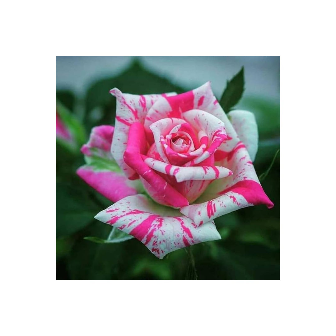 White Pink Rose Mix Heirloom Non Gmo Planting Flower Seeds Home Garden Planting, Blooming [neera-v5-8cb67bd7bc54c0dca4d3]