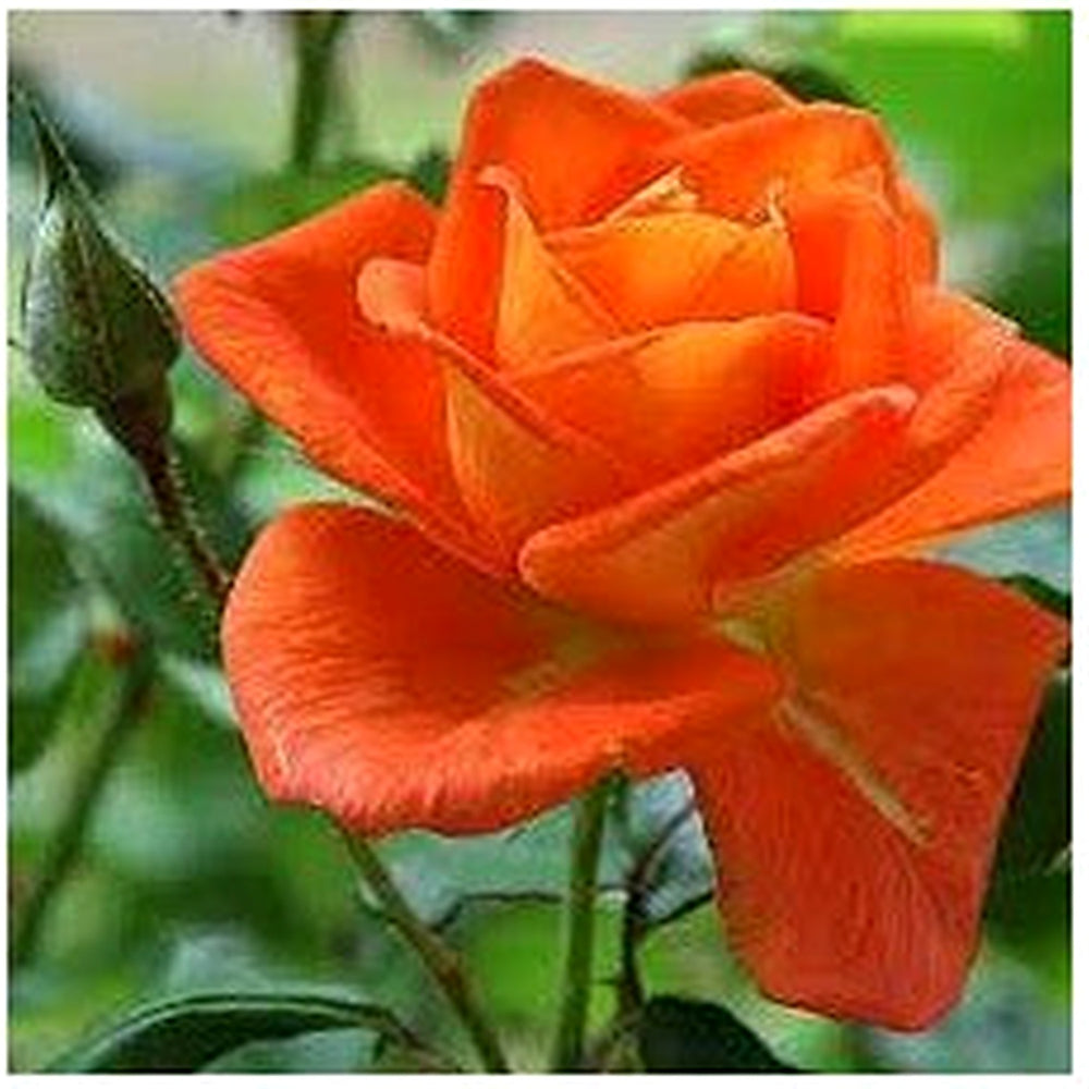 Light Orange Rose Plant Seeds for Planting [neera-v5-8cba6be60abe0c9624f8]