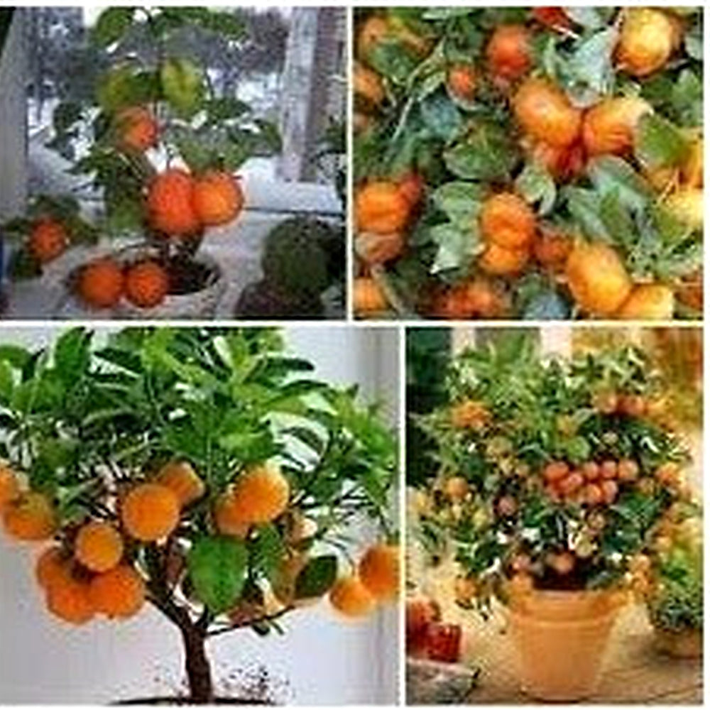 Bonsai Orange Tree Seeds for Planting [neera-v5-8cbb87c709fe51d3adf2]