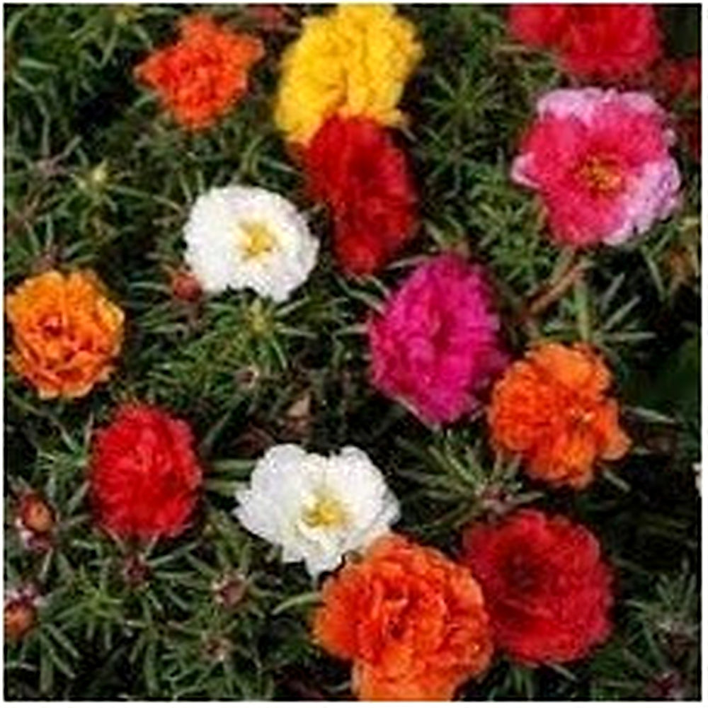 Moss Rose Mixed Color Heirloom Seeds for Planting Non-GMO Garden Seeds for Beautiful Blooms [neera-v5-8cbd812a97aaa1a52863]