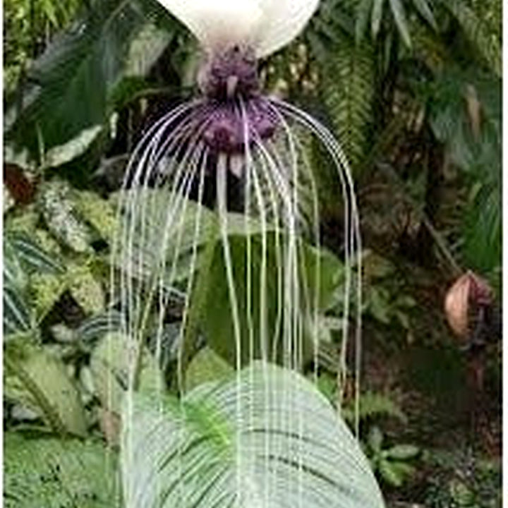 Tacca Nivea Bat Flower Seeds [neera-v5-8cc7eb6bd70ff04191f0]