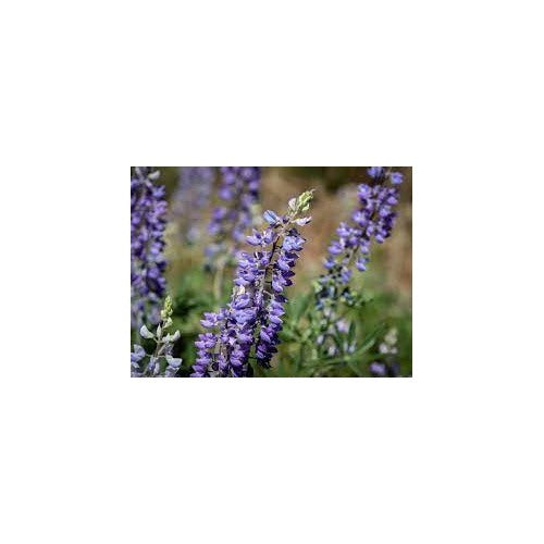 Lavender Arroyo Lupine Flower Seeds for Planting [neera-v5-8ccd34f585b9ac16ea56]