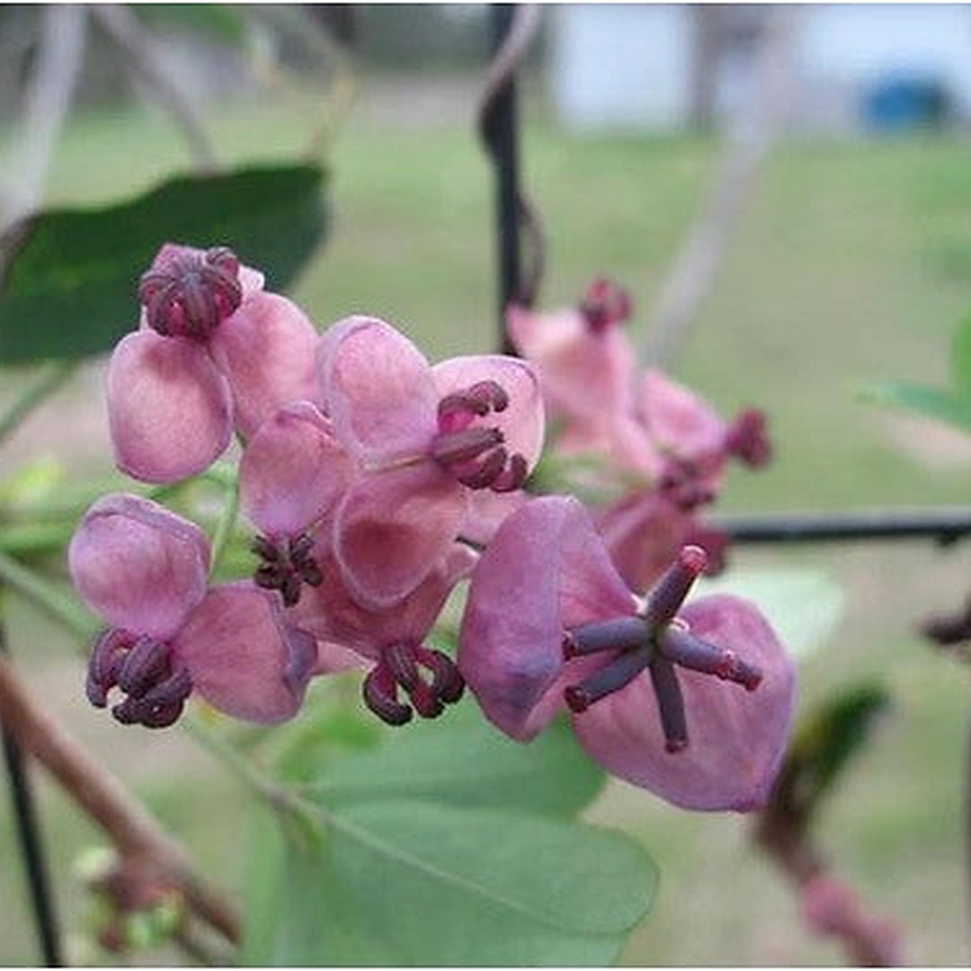 Heirloom Akebia Flower Seeds for Planting [neera-v5-8ccd3f682076cfb8a55e]