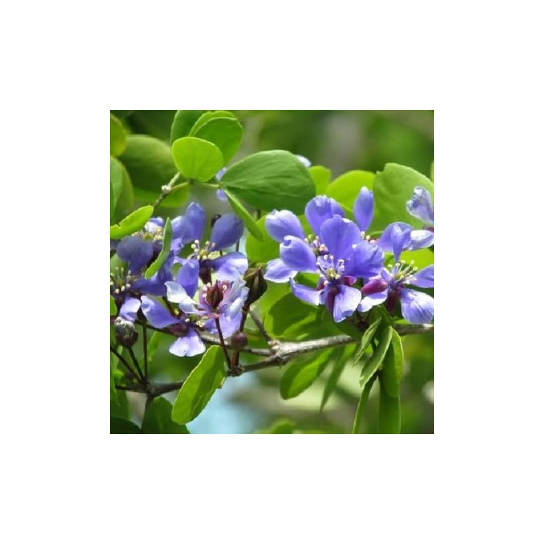 Blue Lignum Vitae Plant For Planting Non Gmo Flower Seeds for Home Garden Planting, Landscape [neera-v5-8cdea3afe976d8e1c9f7]