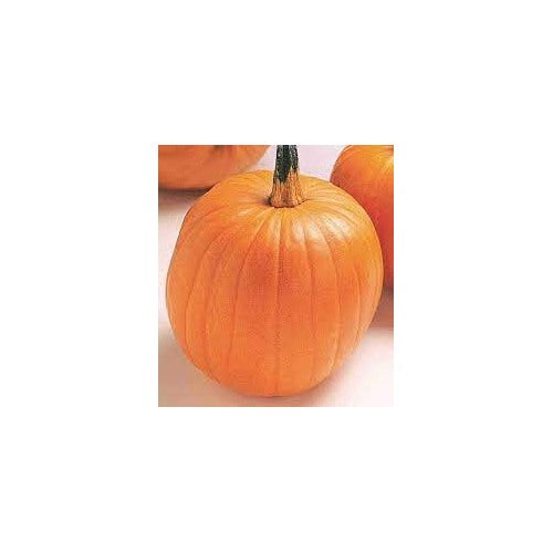 Pumpkin Almond Tom Fox Seeds for Planting [neera-v5-8cdfeba60427d7d52a41]