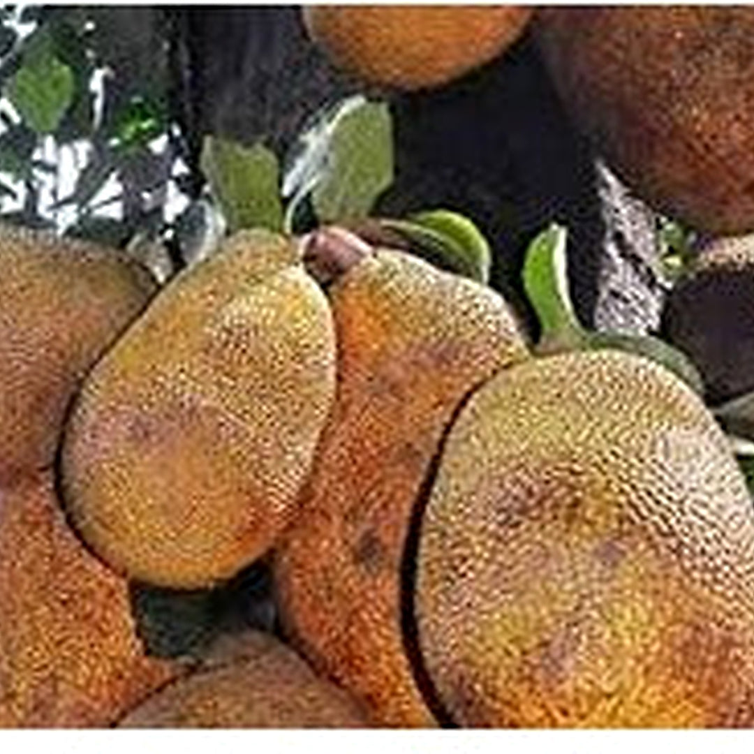 Black Gold Jackfruit Seeds for Planting [neera-v5-8ce6a2d8da60444e5d69]