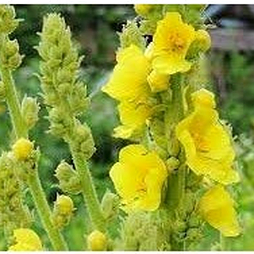 Heirloom Verbascum Flower Seeds Non-GMO for Garden Planting Tall Spiky Blooming Stalks [neera-v5-8ce7e3789ed9e2ce7359]
