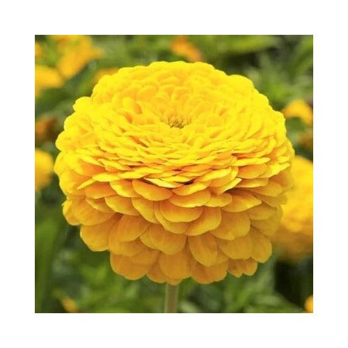 Zinnia Canary Bird Double Blooms Cut Flowers Butterflies Non Gmo Heirloom Easy To Grow Annual [neera-v5-8ce8f646c6fb3efdaab9]