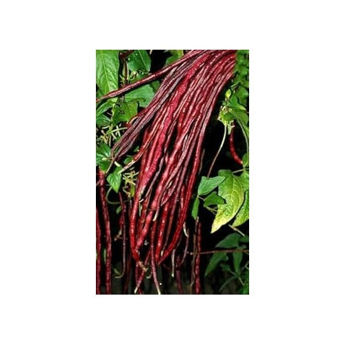 Heirloom Non-GMO Red Unguiculata (Yardlong) Bean Seeds for Planting [neera-v5-8ce9165b2180855b09a5]