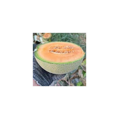 Sweet Melon Fruit Seeds for Planting [neera-v5-8ced151511a7284b62bd]