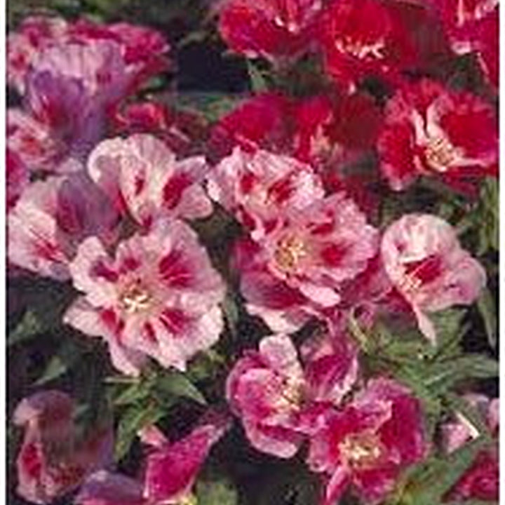 Monarch Mix Godetia grandiflora Flower Seeds for Planting [neera-v5-8cf3953eb7a723b84f82]