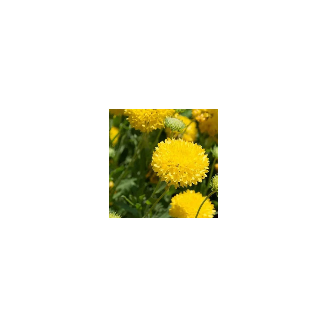 Heirloom Non Gmo Gaillardia Sundance Flower Bold Garden Blooms Flower Seeds Home Garden [neera-v5-8cfa75ac10134f6bceb4]