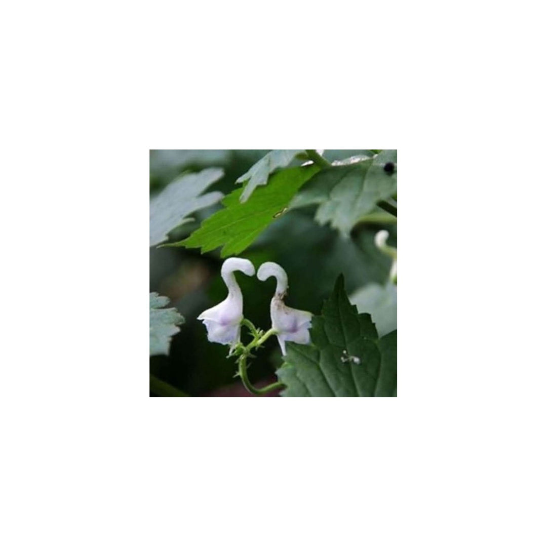 Heirloom Non Gmo Swan Flower For Planting Elegant Ornamental Blooms For Garden Landscapes Flower [neera-v5-8cffc021a22737984c01]