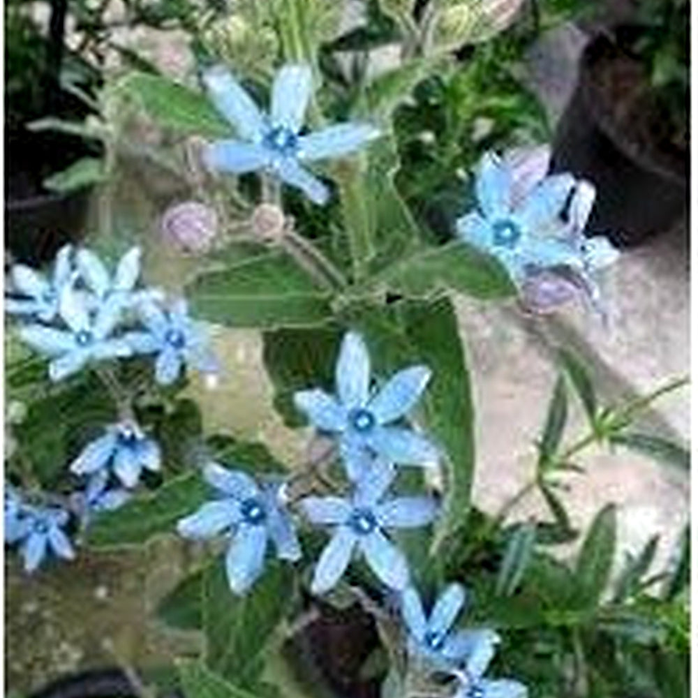 Tweedia Flower Planting Seeds for Garden [neera-v5-8d06a7a9f9cda95fcabf]