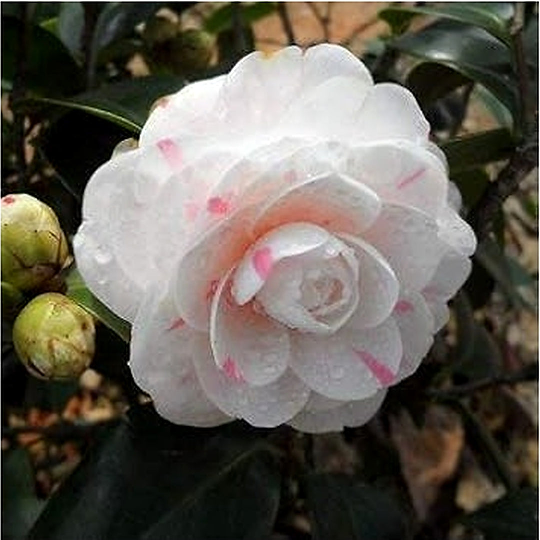 White Pink Camellia Flower Seeds for Planting [neera-v5-8d06b2d31de53515de55]