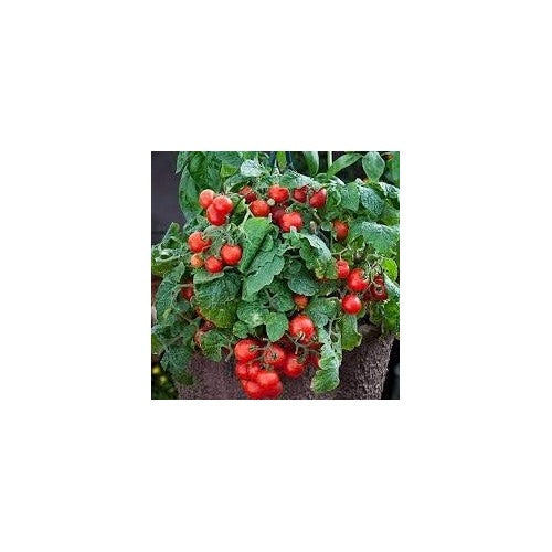 Red Tomato Seeds for Planting [neera-v5-8d0954ccfb3016072644]