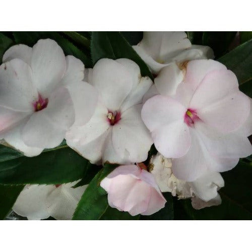 Heirloom Non-GMO Impatiens Balsamine Flower Seeds for Planting [neera-v5-8d161dffcbda887d2214]