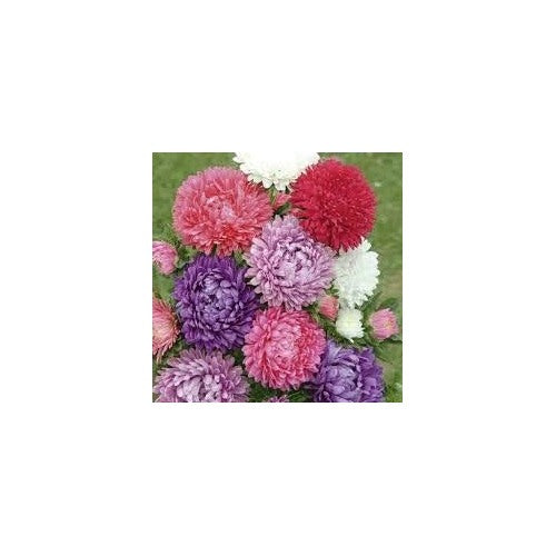 Aster Mixed Color Flower Seeds for Planting [neera-v5-8d1ba9ca431d126d359a]
