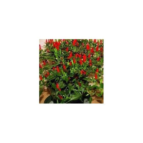 Heirloom Non-GMO Thai Sun Pepper Seeds for Planting [neera-v5-8d29bd80d34e8aa19a96]