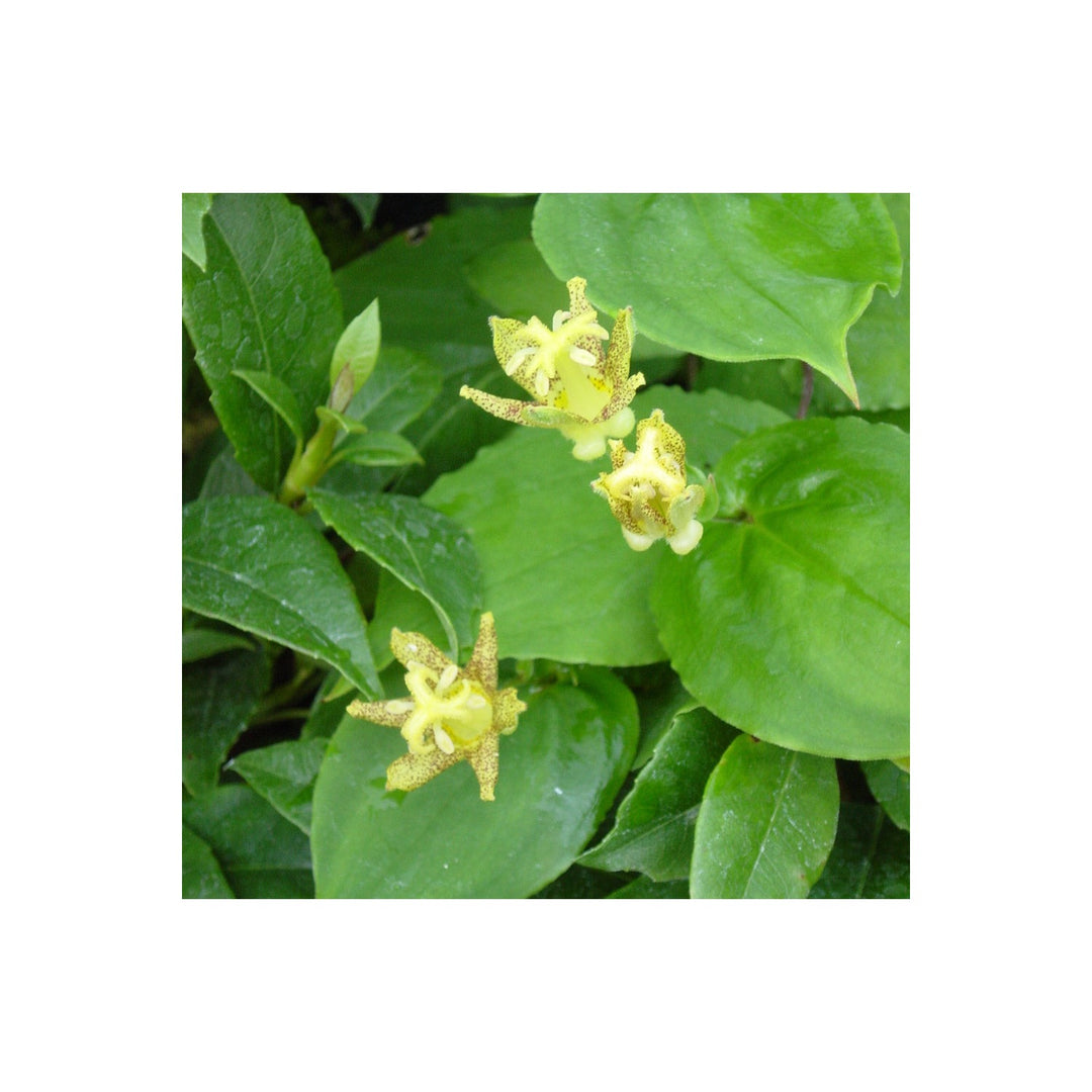 Green Heirloom Non Gmo Brown Tricyrtis Flower Shade Garden Planting Flower Seeds Home [neera-v5-8d4125f7124c656c1266]