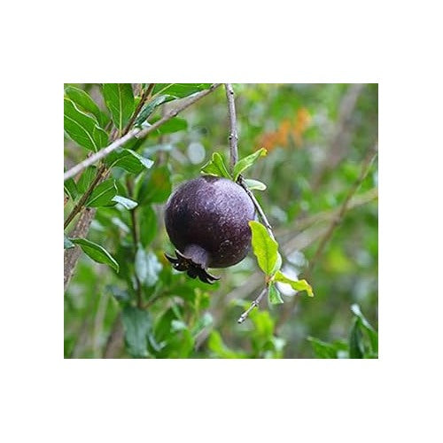 Black Pomegranate Fruit Seeds for Planting [neera-v5-8d43968473559b6ff86a]