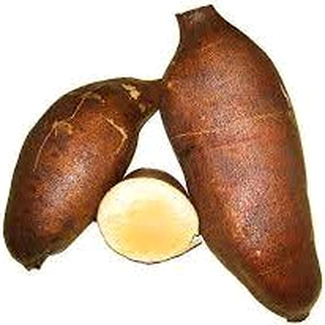 Cajamarca Yacon Vegetable Seeds for Planting [neera-v5-8d497b456b49f6001ada]