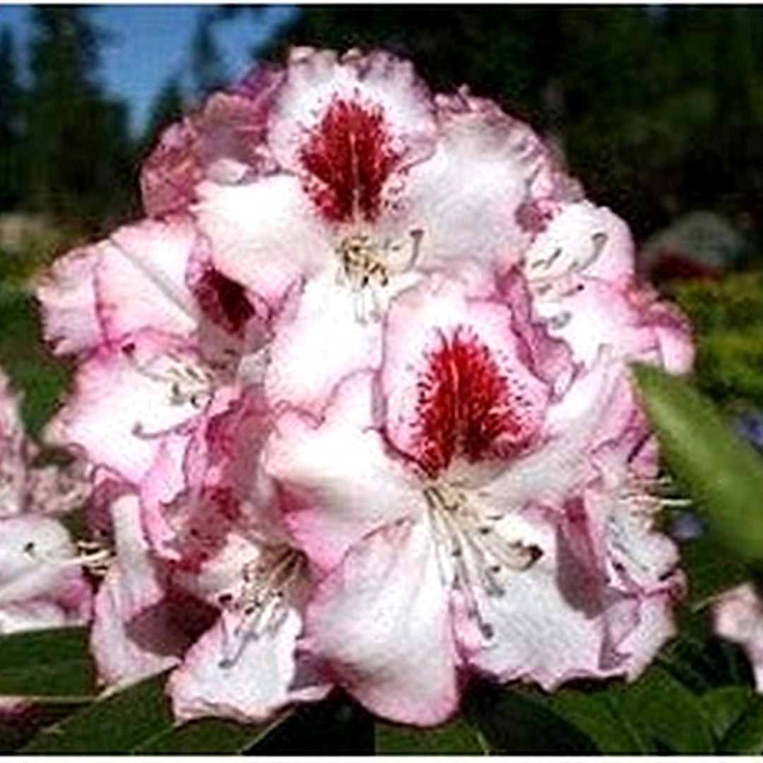 White Maroon Rhododendron Flower Seeds for Planting [neera-v5-8d4d8456f718558a3626]