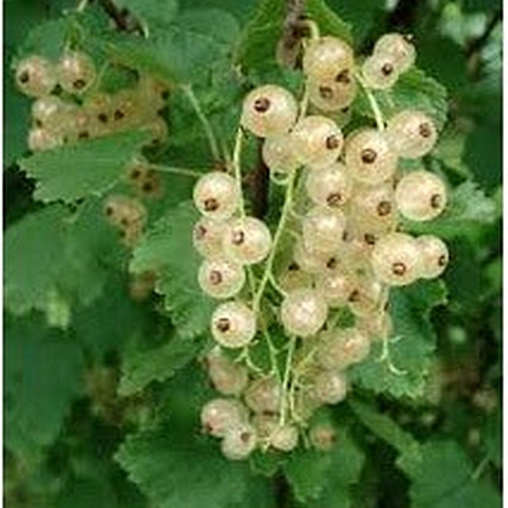 White Currant (Ribes rubrum var. alba) Seeds [neera-v5-8d5b47e6ce5d86df1108]