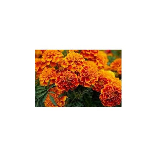 Organic Maroon Red Marigold Flower Seeds for Planting [neera-v5-8d5bd35d5f854f25f918]