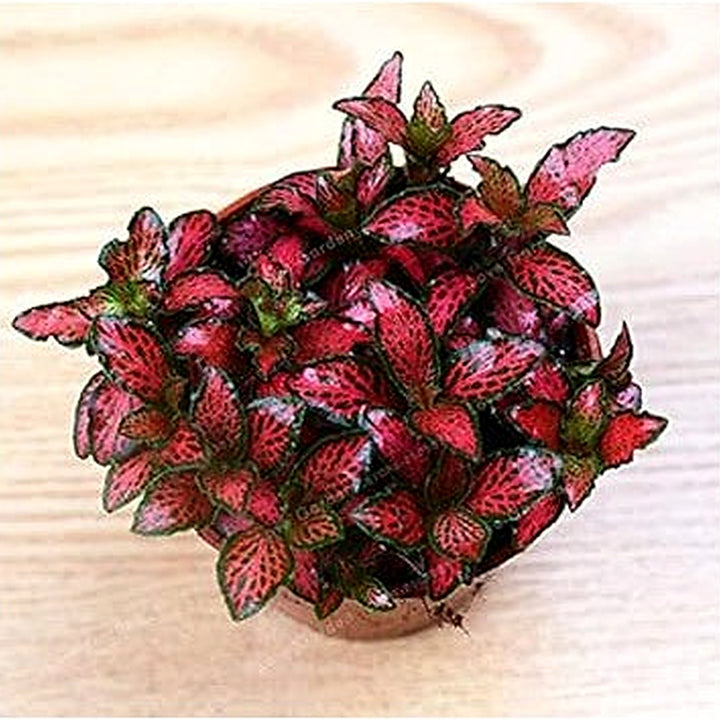 Red Fittonia Verschaffeltii Plant Seeds for Planting [neera-v5-8d5e150648665a3b8a2a]