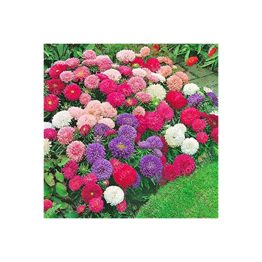 Aster Rainbow Chrysanthemum Perennial Flower For Home And Garden Flower Seeds for Home Garden [neera-v5-8d62bf1592624d61bc4d]