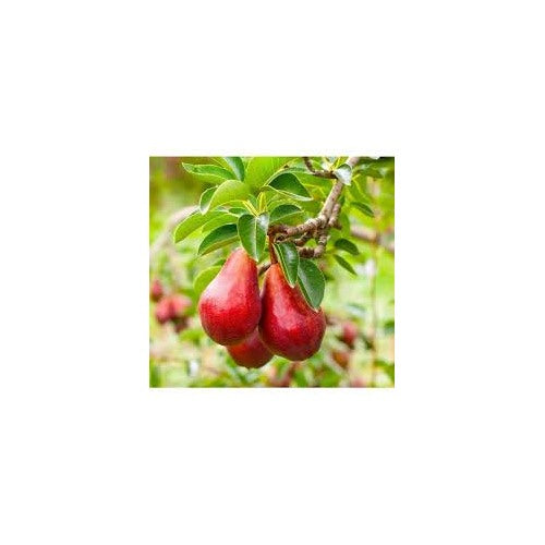 Red Bartlett Pears Fruit Seeds for Planting [neera-v5-8d67631e2f9b7ed7d5a8]