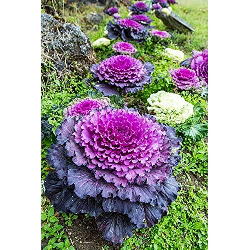 Heirloom Non-GMO Brassica Kale Flower Seeds for Planting [neera-v5-8d6b668e477c21d3fc79]