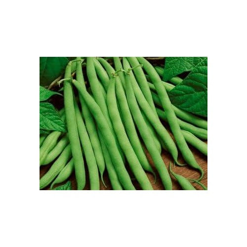 Green Bush Bean Seeds for Planting [neera-v5-8d6b70d5fc0e01095101]
