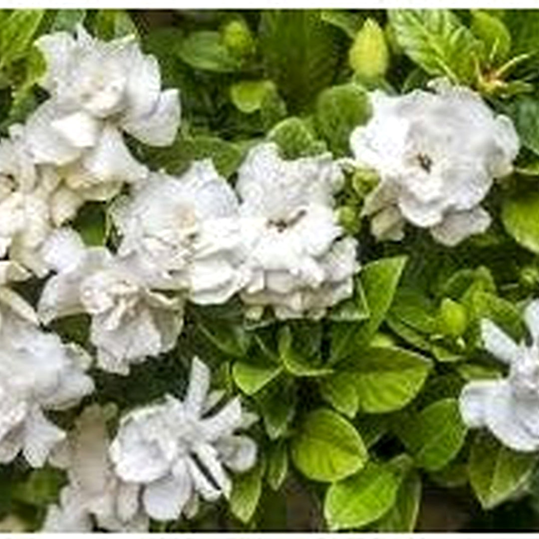 White Evening-Scented Flower Seeds for Planting [neera-v5-8d7458cb893c2c61a402]