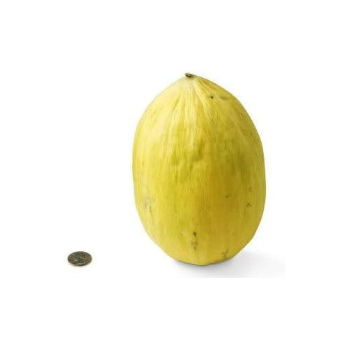 Yellow Cucumis Melo Fruit Seeds for Planting | Heirloom Non-GMO Organic Seeds for Sweet, Refreshing Garden Melons [neera-v5-8d7cc5a7b0c5ac322b74]