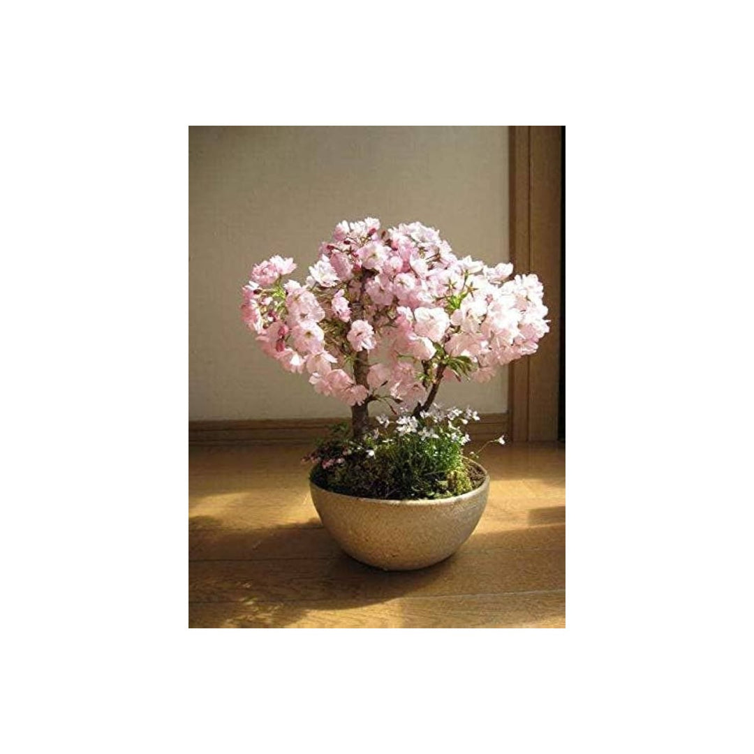 Pink Sakura Prunus Serrulata Mini Flower For Planting Perfect For Bonsai Displays Small Garden [neera-v5-8d8538d143b7a4a2c61a]