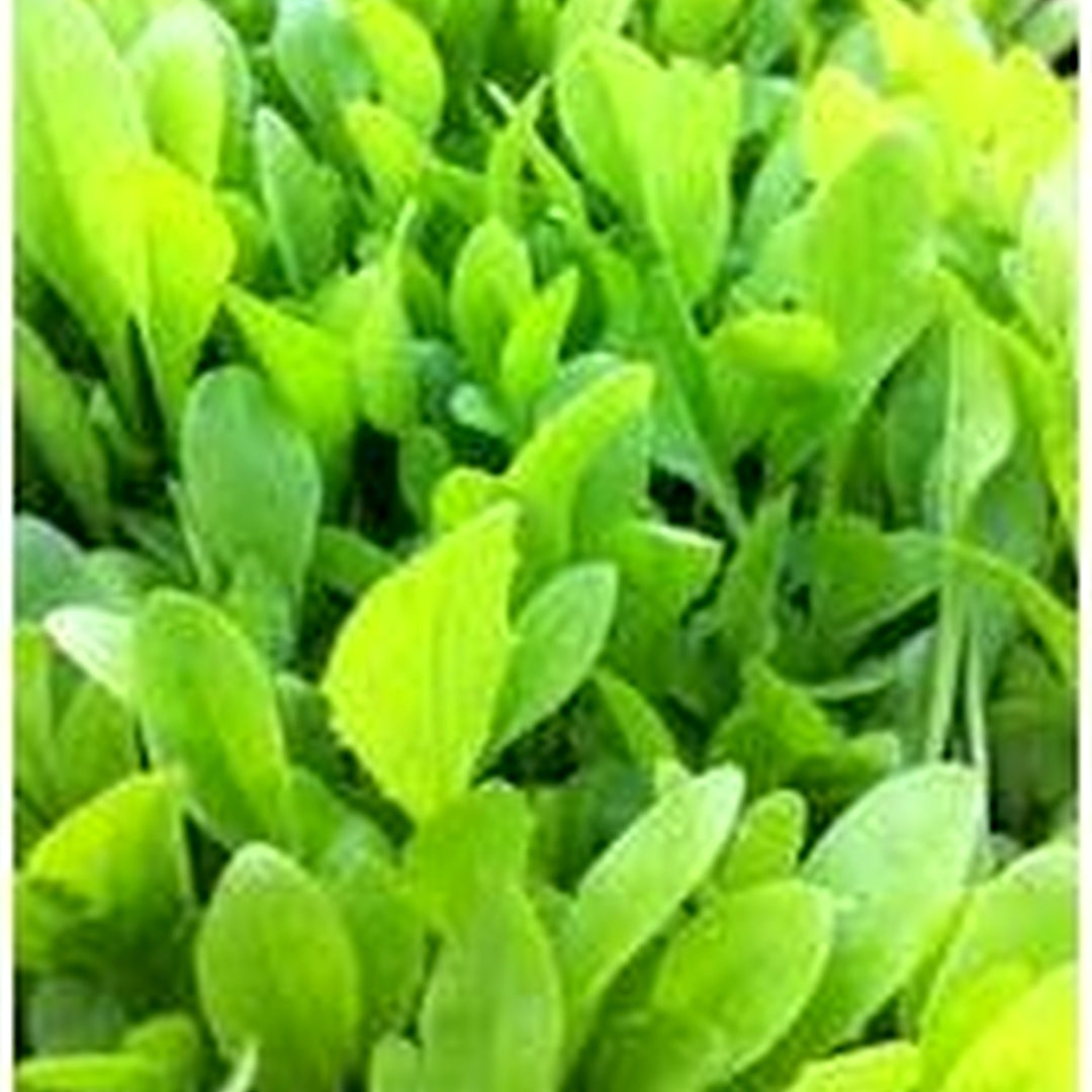 Broadleaf Tortoise Forage Blend Seeds for Planting [neera-v5-8d8e63f58e3b1c517ea7]