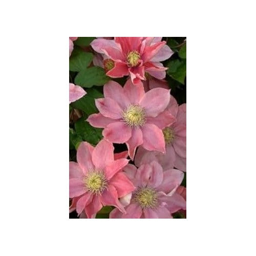 Peach Clematis Flower Seeds [neera-v5-8d931e07a69eb6700aa8]